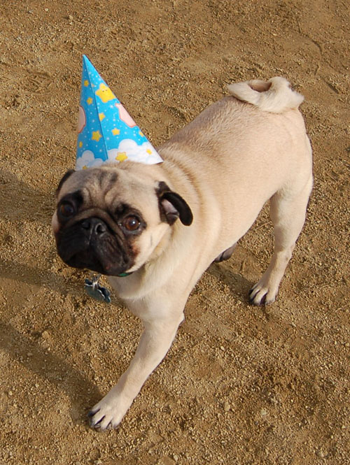 Sheba Birthday Party Sunday February 12, 2006