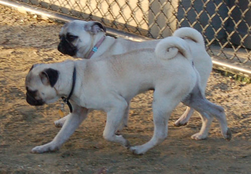 Sheba and Friends at the Mountain View Dog Park Sunday January 8, 2006