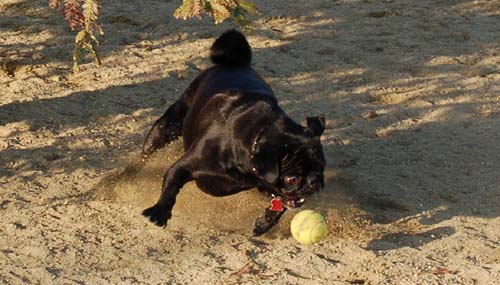 Sheba back at the Park