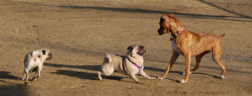 Sheba and Friends at the Mountain View Dog Park Sunday January 8, 2006
