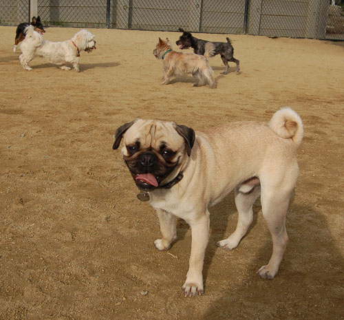 Sheba Birthday Party Sunday February 12, 2006