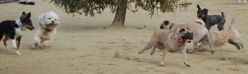 Sheba Birthday Party Sunday February 12, 2006