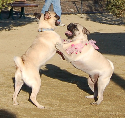 Sheba and Friends at the Mountain View Dog Park Sunday February 5, 2006