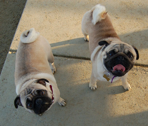 Sheba and Friends at the Mountain View Dog Park Sunday January 8, 2006