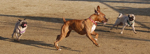 Sheba and Friends at the Mountain View Dog Park Sunday January 8, 2006