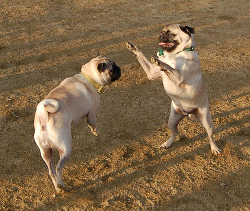 Mo and Sheba December, 2005