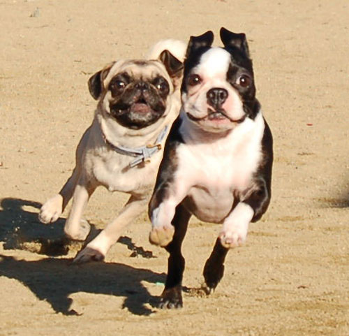 Sheba and Friends at the Mountain View Dog Park Sunday February 5, 2006