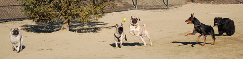 Sheba and Friends at the Mountain View Dog Park Sunday February 5, 2006
