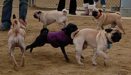Gwen - Mountain View Dog Fun - January 29, 2006