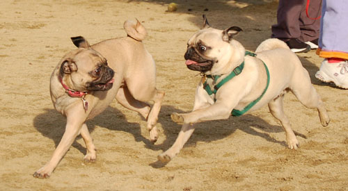 Sheba and Friends at the Mountain View Dog Park Sunday January 22, 2006