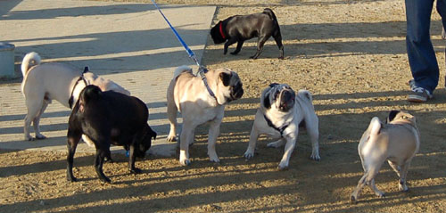 Sheba and Friends at the Mountain View Dog Park Sunday January 22, 2006