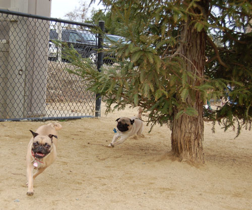 When Roys Attack - Mountain View Dog Fun - January 29, 2006