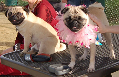 Sheba Birthday Party Sunday February 12, 2006