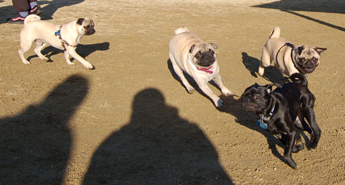 Sheba and Friends at the Mountain View Dog Park Sunday January 15, 2006