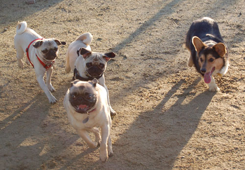 Sheba and Friends at the Mountain View Dog Park Sunday January 15, 2006