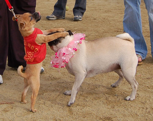 Sheba Birthday Party Sunday February 12, 2006