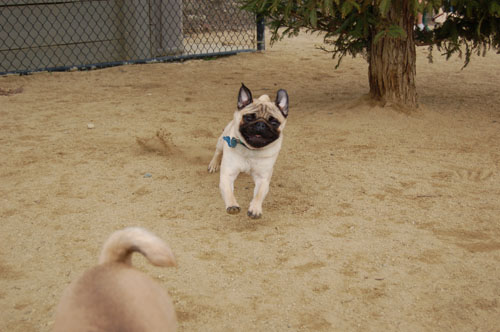 When Roys Attack - Mountain View Dog Fun - January 29, 2006