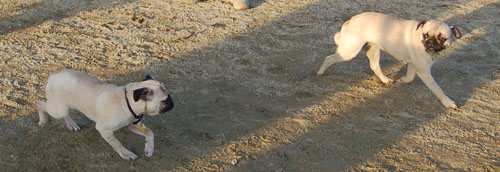 Sheba and Friends at the Mountain View Dog Park Sunday January 8, 2006