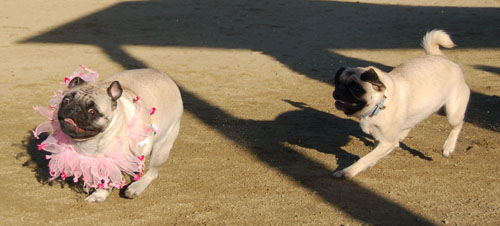 Sheba and Friends at the Mountain View Dog Park Sunday February 5, 2006