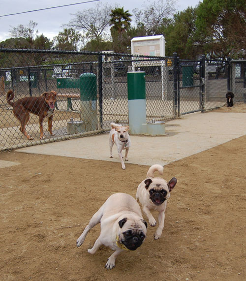 Mountain View Dog Park Fun - January 29, 2006