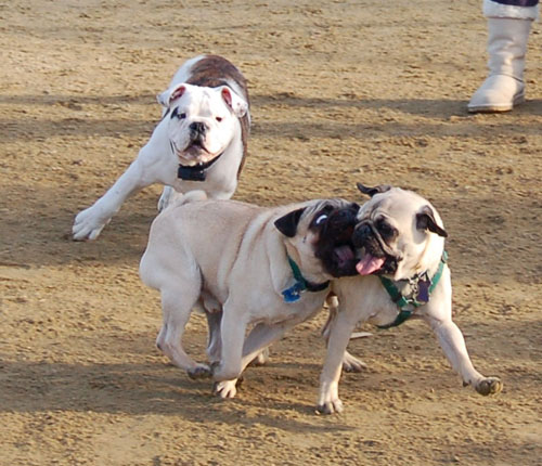 Sheba and Friends at the Mountain View Dog Park Sunday January 22, 2006