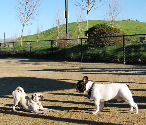 Sheba and Friends at the Mountain View Dog Park Sunday February 5, 2006