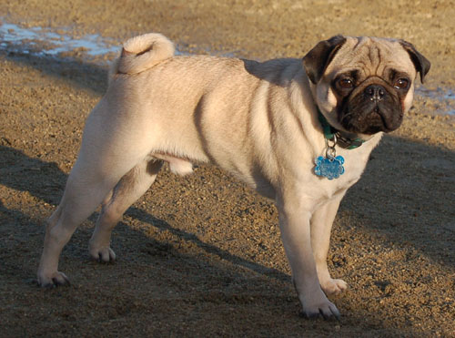 Sheba and Friends at the Mountain View Dog Park Sunday January 15, 2006