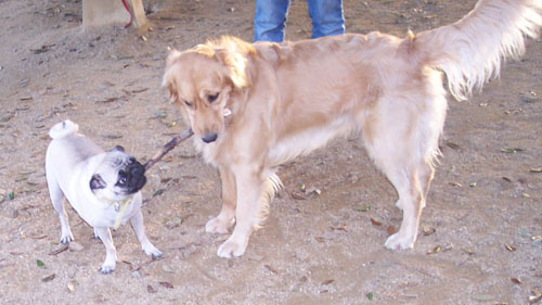 Daisy and Sheba playing fun