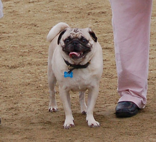 Mountain View Dog Park Fun - January 29, 2006