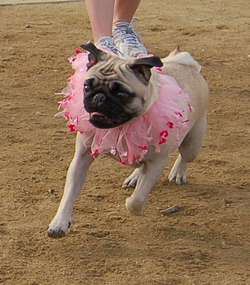 Sheba Birthday - February 15, 2006