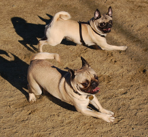 Sheba and Friends at the Mountain View Dog Park Sunday February 5, 2006