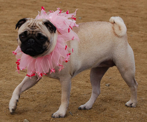 Sheba Birthday - February 15, 2006