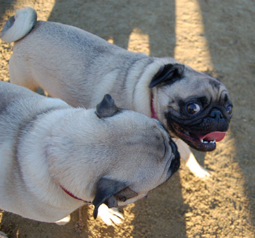 Sheba and Friends at the Mountain View Dog Park Sunday January 15, 2006
