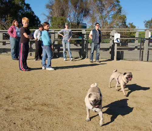 Sheba and Friends at the Mountain View Dog Park Sunday February 5, 2006