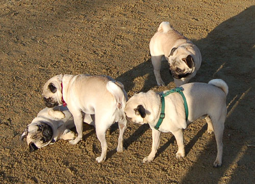 Sheba and Friends at the Mountain View Dog Park Sunday January 8, 2006