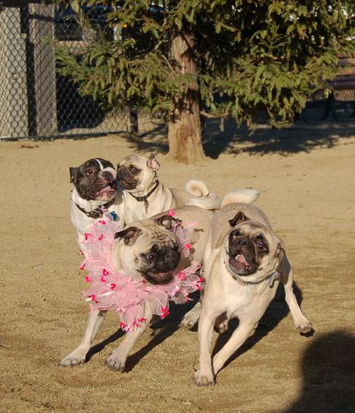 Sheba and Friends at the Mountain View Dog Park Sunday February 5, 2006
