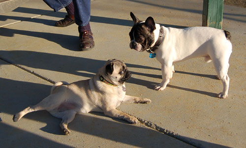 Sheba and Friends at the Mountain View Dog Park Sunday February 5, 2006