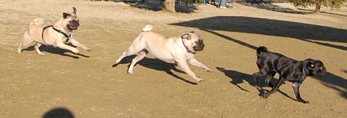 Sheba and Friends at the Mountain View Dog Park Sunday January 15, 2006