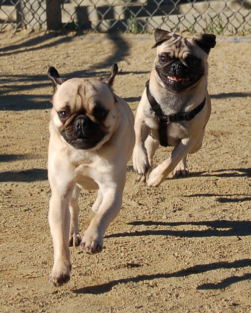 Sheba and Friends at the Mountain View Dog Park Sunday February 5, 2006