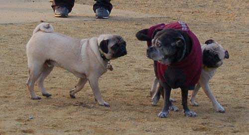 Sheba back at the Park