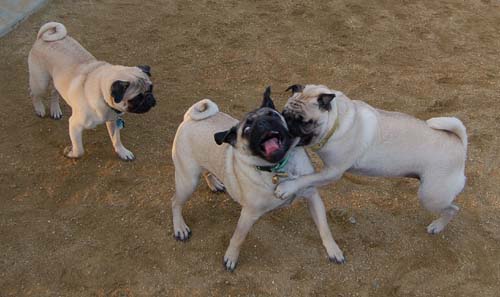 Sheba back at the Park