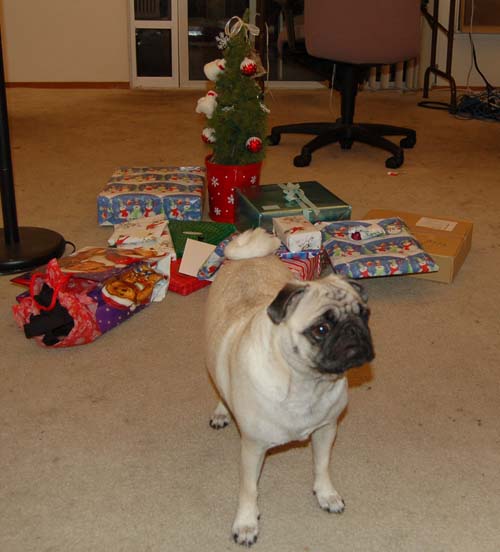 Sheba back at the Park