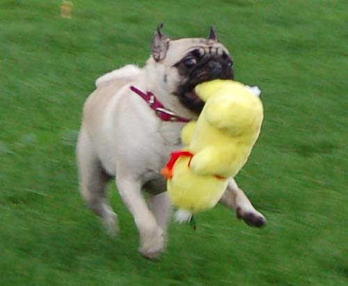 Sheba and Duck Running