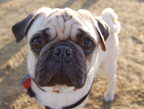 Sheba and Friends at the Mountain View Dog Park Sunday January 22, 2006