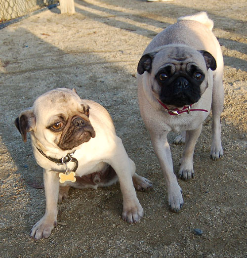 Sheba and Friends at the Mountain View Dog Park Sunday January 8, 2006