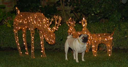 Sheba back at the Park