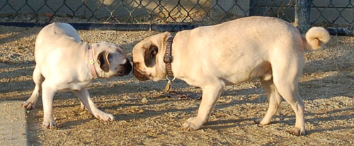 Sheba and Friends at the Mountain View Dog Park Sunday January 8, 2006