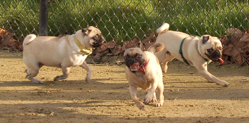 Sheba and Friends at the Mountain View Dog Park Sunday January 22, 2006
