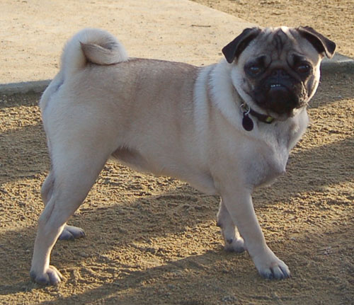Sheba and Friends at the Mountain View Dog Park Sunday January 22, 2006