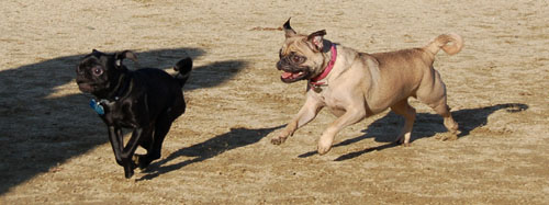 Sheba and Friends at the Mountain View Dog Park Sunday January 15, 2006